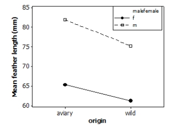  Tail-feather length in birds is sometimes a sexually dimorphic trait. That is, the trait differs substantially for males and for females. Researchers measured tail-feather length (the R1 central tail feather, in mm)  in male and female long-tailed finches either raised in an aviary or caught in the wild. This observational study does not have a balanced design, particularly because finches caught in the wild were more difficult to obtain. A total of 52 finches were studied. A partial ANOVA table is provided below, along with an interaction plot displaying the group means. ​   \begin{array}{l} \begin{array} { l r r r }  \text { Factor } & \text { Type } & \text { Levels } & \text { Values } \\ \text { Malefemale } & \text { fixed } & 2 & \text { f, m } \\ \text { Origin } & \text { fixed } & 2 & \text { aviary, wild } \end{array}\\ \\ \text { Analysis of Variance for feather length }\\ \\ \begin{array} { l r r r r r }  \text { Source } & \text { DF } & \text { SS } & \text { MS } & \text { F } & \text { P } \\ \text { malefemale } & 1 & 2015.5 & 2015.5 & & \\ \text { origin } & 1 & 251.7 & 251.7 & & \\ \text { interaction } & 1 & 15.6 & 15.6 & & \\ \text { Error } & 48 & 4076.9 & 84.9 & & \end{array} \end{array}  S = 9.21600 R-Sq = 47.32% R-Sq(adj)  = 44.03%   The first step in analysis is to evaluate the interaction effect. Using a significance level of 0.05, what do the results suggest about interaction effect? A) Nonsignificant interaction effect; therefore, we can discuss the main effects separately. B) Nonsignificant interaction effect; therefore, sex and origin do not influence mean tail-feather length in finches. C) Significant interaction effect; therefore, we can discuss the main effects separately. D) Significant interaction effect; therefore, we should discuss the main effects together. 