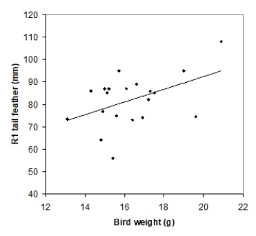  Tail-feather length in birds is sometimes a sexually dimorphic trait; that is, the trait differs substantially for males and for females of the same species. Researchers studied the relationship between tail-feather length (measuring the R1 central tail feather)  and weight in a sample of 20 male long-tailed finches raised in an aviary. The data are displayed in the scatterplot below, followed with software output about the least-squares regression model of feather length as a function of weight.   ​ ​  \begin{array}{l} \begin{array} { l  l r }  \hline &\text {Coefficients }&\text {Standard Error }\\ \hline\text {Intercept }&35.7379 & 21.0523 \\ \text { Bird-weight}&2.8299 & 1.2811\\ \hline\text {R Square }&0.2133\\ \text {Standard Error }&\ 10.5270\ \end{array} \end{array}  Which of the following conclusions best describes the findings? A) There is no evidence (P > 0.10)  of a linear relationship between tail-feather length and weight in male long-tailed finches. B) There is weak evidence (0.05 < P < 0.10)  of a linear relationship between tail-feather length and weight in male long-tailed finches. C) There is significant evidence (P < 0.05)  of a positive linear relationship between tail-feather length and weight in male long-tailed finches. D) There is significant evidence (P < 0.05)  that there is no linear relationship between tail-feather length and weight in male long-tailed finches. 