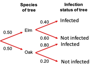 Consider a study in which trees of two species (elm and oak)  were assayed to determine what the probabilities are of being infected with a disease. The probabilities that resulted are shown in the probability tree. Which of the columns in the data table below accurately represents the probability values in the probability tree?   ​   A)  Plot A B)  Plot B C)  Plot C D)  Plot D