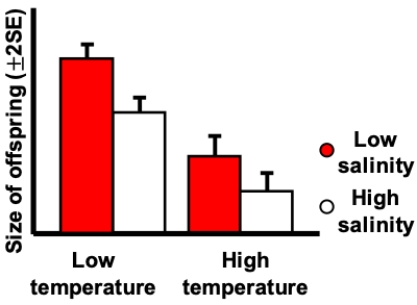 Consider the figure shown indicating the results on an experiment growing a marine invertebrate in four different environments based on values of two factors. Two different temperatures and two different salinities were used. Which of the following is correct? ​   ​ A)  The effect of low versus high temperature depends on the salinity. B)  The effect of low versus high salinity depends on the temperature. C)  There is no interaction. D)  The two factors interact with one another.
