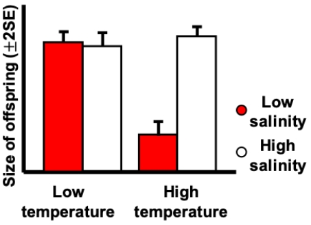 Consider the figure shown indicating the results on an experiment growing a marine invertebrate in four different environments based on values of two factors. Two different temperatures and two different salinities were used. Which of the following is incorrect? ​   ​ A)  The effect of low versus high temperature depends on the salinity. B)  The effect of low versus high salinity depends on the temperature. C)  There is no interaction. D)  The two factors interact with one another.
