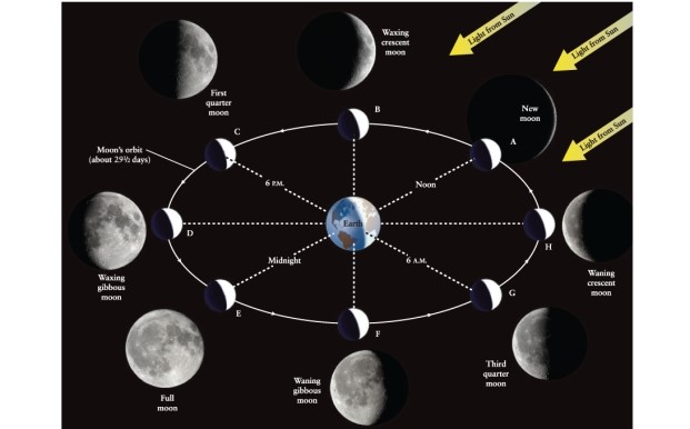 <strong>When does the third quarter moon rise? (You may want to examine Figure 3-2 of Universe, 11th ed., and think about where you would need to stand on Earth to see the third quarter moon rising.) </strong> A) about 6 A.M. B) close to noon C) about 6 P.M. D) close to midnight