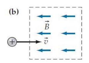 A particle whose charge has the specified sign enters a region of space where the magnetic field has the direction shown. What is the initial direction of the magnetic force acting on the particle in each case? -   A)  Forward B)  Backward C)  Rightward D)  Leftward E)  Into the paper F)  Out of the paper G)  (Zero force) 