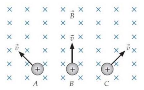  Three identical particles labeled  A, B , and  C  enter a region of space where the magnetic field points away from the viewer perpendicular to the plane of the paper in the drawing in the next column. The particles' velocities have the same magnitude and all lie in the plane of the paper, but they have the different directions shown.   Which particle experiences the largest magnetic force? Answer A, B, or C, or choose from the answers below. A) A B) B C) C D)  Both  A  and  C . E)  The force magnitude has the same nonzero magnitude for all three particles.  F . The magnetic force on all three particles is zero. 