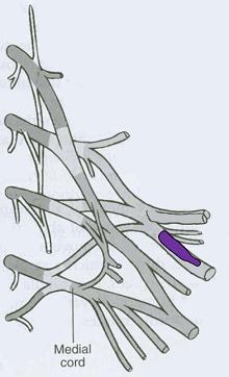 What is the CORRECT title of the highlighted peripheral nerve?   A)  Pectoral nerve B)  Dorsal scapular nerve C)  Axillary nerve D)  Radial nerve E)  Suprascapular nerve