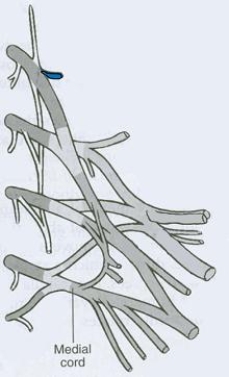 What is the CORRECT title of the highlighted peripheral nerve?   A)  Pectoral nerve B)  Posterior scapular nerve C)  Axillary nerve D)  Radial nerve E)  Suprascapular nerve