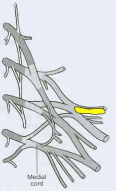 What is the CORRECT title of the highlighted peripheral nerve?   A)  Pectoral nerve B)  Dorsal scapular nerve C)  Axillary nerve D)  Musculocutaneous nerve E)  Suprascapular nerve