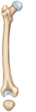 What is the significance of the femur's cylindrical shaft that bows forward and outward?   A)  It accommodates the stresses placed on the femur during bending of the hip and knee and during weight bearing. B)  It accommodates the large muscle mass of the hamstring and quadriceps muscle groups. C)  It provides leverage to the longest bone of the body during gait patterns. D)  It provides a common insertion point for the pes anserinus muscle group. E)  It provides a common fascial attachment for the quadriceps muscle group. 