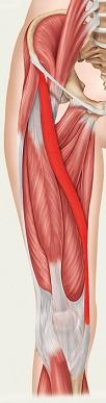 What action does the highlighted muscle perform?   A)  Adduction of the thigh and flexes and medially rotates the leg at the knee joint B)  Adduction of the thigh and outwardly rotates the thigh C)  Externally rotates the femur and unlocks the knee for flexion to occur D)  Flexes the thigh at the hip joint, abducts and outwardly rotates the thigh at the hip joint E)  Extends the knee and assists with inwardly rotating the thigh at the hip joint.