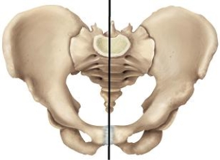 Please draw a line in the correct location that separates the false and true pelvic areas. A)    B)    C)    D)    E)   