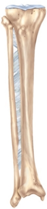 Why is the lower third of this bone the most common site for fractures of the leg?   A)  It is does not have any muscular coverage and is vulnerable to outside trauma. B)  It is the most pronounced change in structure, producing an anatomical weakness. C)  It is common insertion point for the lower leg muscles predisposing it to stress fractures. D)  It is a common point of origin for the lower leg muscles predisposing it to stress fractures. E)  It is where the interosseous membrane is the weakest.