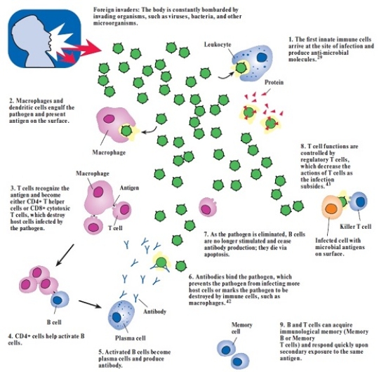 What human physiological response is illustrated?   A)  The reproducing virus in the human body B)  The attack of the HIV virus in the human body C)  The immune system response in the human body D)  The attack of the HBV virus in the human body E)  The attack of the HCV virus in the human body