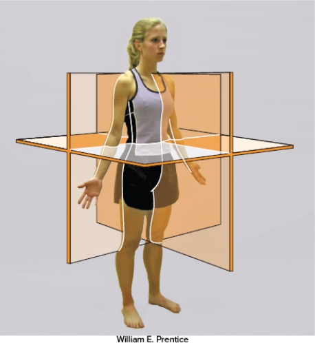 What is the plane observed in this diagram?   A)  Coronal plane B)  Frontal plane C)  Sagittal plane D)  Transverse plane E)  Diagonal plane