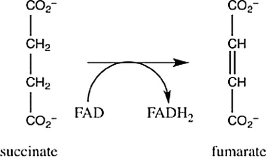 Step 6 of the citric acid cycle is shown. Which statement best describes the role of FAD in this reaction?   A)  FAD causes the oxidation of succinate to form fumarate. B)  FAD causes the isomerication of succinate to form fumarate. C)  FAD causes the reduction of succinate to form fumarate. D)  FAD causes succinate to undergo hydration to form fumarate.
