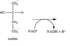 Oxaloacetate is the starting material in the first step of the citric acid cycle and the product of the last step. The last step of the citric acid cycle, the oxidation of malate to oxaloacetate, is shown. What is the structure of oxaloacetate?    A)     B)     C)     D)    