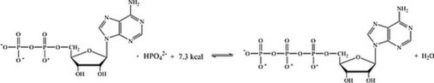 Which statement best describes how the interconversion of ATP and ADP is responsible for storing and providing energy for cellular reactions?   A)  The energy required to phosphorylate ADP is stored in ATP, and released when ATP undergoes hydrolysis. B)  The energy required to hydrolyze ATP comes from the energy producing reactions in the cell; the energy lost is then stored in ATP. C)  The energy stored in ADP is released when ATP is synthesized. D)  The energy released in the phosphorylation of ADP can be coupled with unfavorable reactions within the cell.