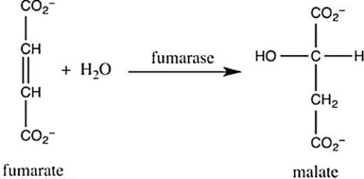 Step 7 of the citric acid cycle is shown. Which statement best describes what occurs in this step?   A)  Fumarate undergoes reduction with the aid of the cofactor fumarase. B)  Fumarate undergoes hydrogenation with hydrogens and electrons provided by the enzyme fumarase. C)  Fumarate undergoes hydrolysis with the aid of the enzyme fumarase. D)  Fumarate undergoes hydration with the aid of the enzyme fumarase.