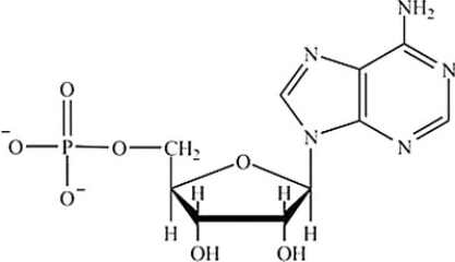 Which structure represents a nucleotide? A) B) C) D)