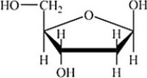 Which structure represents a nucleotide? A) B) C) D)