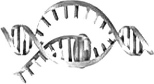 In the transcription  cartoon  shown, the direction of transcription is from   A)  top to bottom. B)  right to left. C)  bottom to top. D)  left to right.