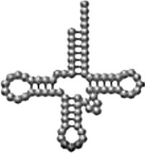 The  cartoon  shown below is an example of an   A)  tRNA cloverleaf. B)  mRNA cloverleaf. C)  DNA cloverleaf. D)  rRNA cloverleaf.