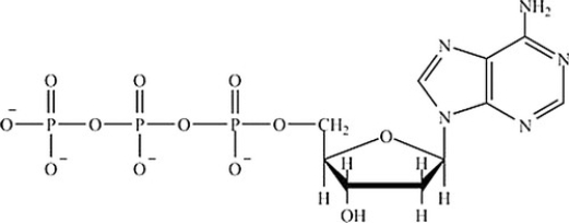Which is the structure of ATP? A) B) C) D)