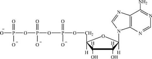 Which is the structure of ATP? A) B) C) D)