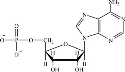 Which is the structure of ATP? A) B) C) D)
