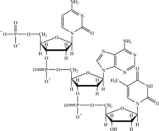 Which base is at the 5' end of the structure shown?    A)  Cytosine B)  Uracil C)  Adenine D)  Thymine E)  Guanine