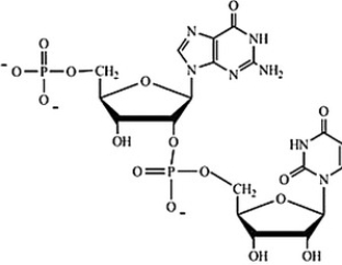 Which structure correctly represents the dinucleotide sequence GU that is found in RNA? A) B) C) D)