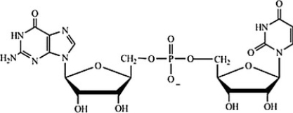 Which structure correctly represents the dinucleotide sequence GU that is found in RNA? A) B) C) D)
