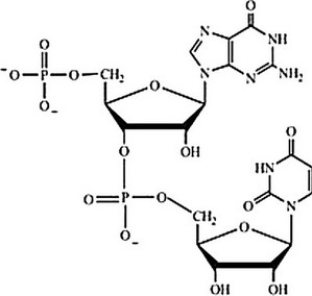 Which structure correctly represents the dinucleotide sequence GU that is found in RNA? A) B) C) D)