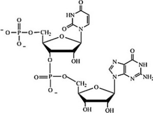 Which structure correctly represents the dinucleotide sequence GU that is found in RNA? A) B) C) D)