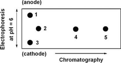 <strong>Below is a 2D chromatogram that shows the separation of five amino acids. In this technique, the amino acid mixture is first separated by chromatography using a polar solvent system. Then the plate is rotated 90°, and the amino acids are further separated by electrophoresis. Identify the spots obtained from a mixture of Trp, Glu, Lys, Ile and Thr. A table with isoelectric points is included to aid in solving this problem. Amino acid-pI value Trp-5.9 Glu-3.2 Lys-9.7 Ile-6.0 Thr-5.6 </strong> A) 1=Glu, 2=Ile, 3=Lys, 4=Trp, 5=Thr B) 1=Lys, 2=Thr, 3=Glu, 4=Trp, 5=Ile C) 1=Glu, 2=Thr, 3=Lys, 4=Trp, 5=Ile D) 1=Lys, 2=Ile, 3=Glu, 4=Trp, 5=Thr