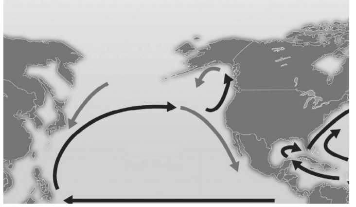   This figure illustrates which phenomenon of ocean currents? A)  Coriolis effect B)  albedo C)  gyres D)  None of these are correct