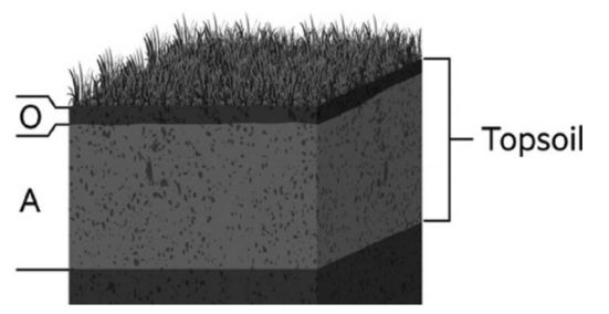 ?   In this image of soil, O and A refer to ________, and all the layers of soil together constitute ________. A)  horizons; a profile B)  profiles; horizons C)  biotic factors; horizons D)  organic matter; a profile