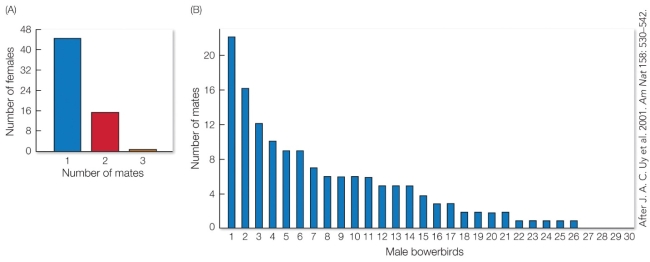 Refer to the figure.   The graph on the right illustrates the concept of A)  parental investment. B)  sexual dimorphism. C)  anisogamy. D)  reproductive skew.