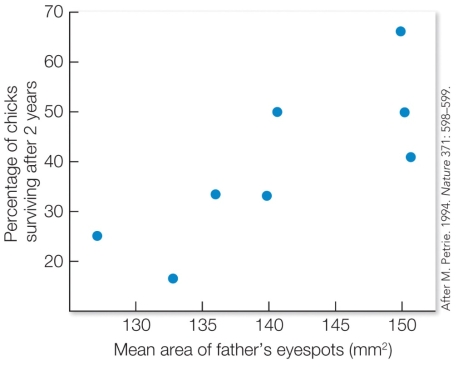 Refer to the figure.   Marion Petrie derived a number of predictions regarding the role of a male peacock's eyespots. Which prediction does this data most directly support? A)  Males should differ genetically in ways related to their survival chances. B)  Male behavior and ornamentation should provide accurate information on the survival value of the males' genes. C)  Females should use this information to select mates. D)  The offspring of the chosen males should benefit from their mother's mate choice.