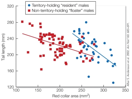 Refer to the figure.   These findings about the male red-collared widowbird's tail length and red collar show that A)  a male's red collar area and tail length are unrelated. B)  resident males have a longer tail but a smaller red collar area than floater males. C)  males with a larger red collar area also have a shorter tail length. D)  as a male's tail length increases, his red collar area also increases.