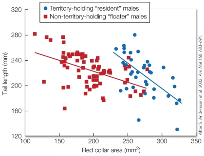 Refer to the figure.   Based on these findings, the male red-collared widowbird's tail length and red collar are A)  deceitful signals because they incur a cost to the receiver. B)  honest signals because males are incapable of cheating the system by investing in both traits. C)  badges of status because they indicate the male's dominance status. D)  redundant signals because they increase robustness of the same information.