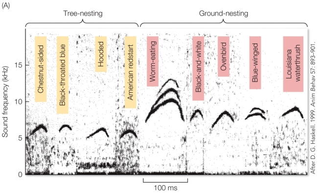 Refer to the figure.   Calls at higher frequencies do not travel as far as calls at lower frequencies. This suggests that the begging frequencies of ground-nesting warblers are A)  an adaptation to evade eavesdropping by predators due to their higher nest exposure. B)  non-adaptive per se, but the by-product of another adaptive trait. C)  an honest signal that communicates the chick's health to its parents. D)  an adaptation that evolved in an ancestor of both tree and ground nesting warblers.