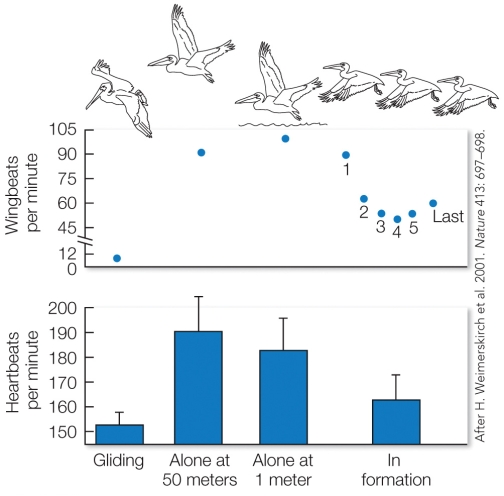 Refer to the figure.   The figure shows flight energetics in great white pelicans that are gliding by themselves, flapping by themselves, or traveling in a group V-formation (indicated by the numbered individuals) . What is the mean wingbeat frequency (in wingbeats per minute)  of a pelican leading the V-formation? A)  45 B)  60 C)  90 D)  105