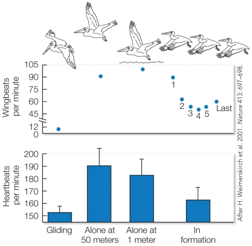 Refer to the figure.   This work would be based on optimality theory if the A)  researchers expected that pelicans would, when possible, minimize their flight expenses. B)  fitness benefit derived from flying in a V-formation exceeded the cost of the behavior. C)  researchers had tested the prediction that other large, flock-forming species would also fly in V-formations under some conditions. D)  researchers believed that every aspect of pelican behavior was an adaptation, that is, an ideal solution to an environmental problem of some sort.