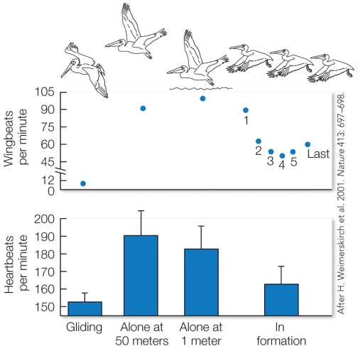 Refer to the figure.    The birds in front of the V are expected to be low-ranking birds that are unable to displace physically superior rivals from the more energy-saving positions in the formation.  This statement is a A)  hypothesis. B)  prediction. C)  test. D)  scientific conclusion.