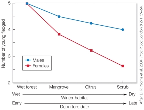 Refer to the figure.   Based on resource-holding potential, redstarts with the best competitive ability should be found in the A)  wet forest. B)  mangrove. C)  citrus. D)  scrub.