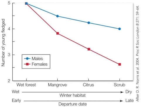 Refer to the figure.   Does this result support ideal free distribution? Why or why not? A)  Yes, because individuals have equal fitness regardless of their habitat. B)  Yes, because males and females in the high-quality habitat have the same fitness. C)  No, because individuals residing in different habitats do not have the same fitness. D)  No, because males and females do not have the same fitness even when they reside in the same habitat.