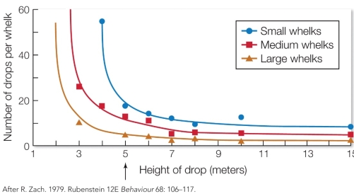 Refer to the figure.   Northwestern crows fly to 5 meters high (indicated by the arrow)  to drop whelks in an effort to open and eat them. Based on the figure, crows should prefer to choose A)  large whelks, because their high caloric benefit outweighs their high cost in handling time. B)  large whelks, because they require the lowest handling time for the highest energy benefit. C)  medium whelks, because they provide the optimal balance between energy benefit and cost in handling time. D)  small whelks, because they are easiest to find and therefore have the lowest cost in search time.