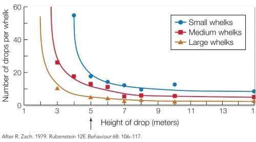 Refer to the figure.   The study that produced this figure was most likely testing the hypothesis that A)  crows choose to forage on different sized whelks depending on their individual fitness and body size. B)  crows that choose to forage on optimally-sized whelks maximize their reproductive success. C)  choosing to eat the optimally-sized whelk is an adaptive foraging strategy for crows. D)  crow foraging strategy is mediated by the landscape of fear and antipredator behavior.