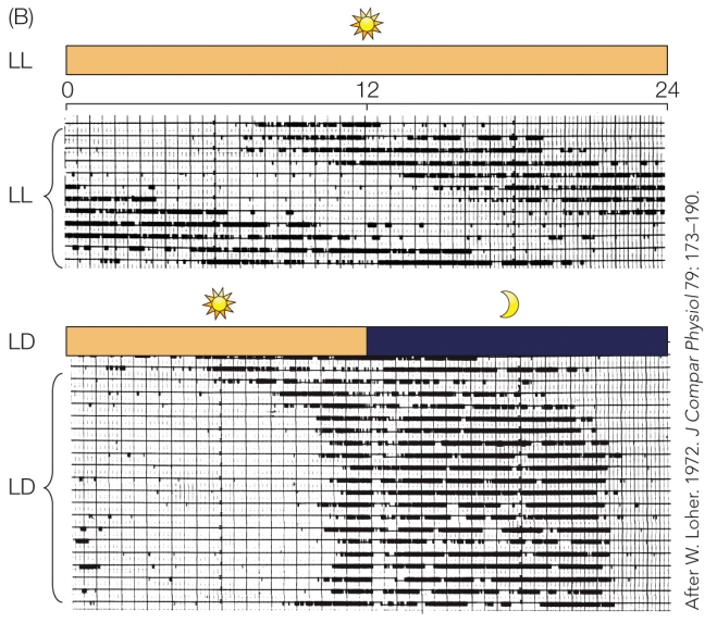 Refer to the figure.   In these figures, each horizontal line represents 1 day, and each vertical line represents a half-hour on a 24-hour timescale. Dark marks indicate periods of cricket calling. The bars at the top and middle represent the lighting conditions. The top figure demonstrates that in a constant light (LL)  environment, male crickets A)  are unable to maintain a regular cycle of calling. B)  call continuously throughout the day due to the constant light input. C)  maintain a daily cycle of calling and noncalling that starts slightly later each day. D)  reset their calling cycle to start a few hours before the lights go off and continue until a few hours before the lights go on.