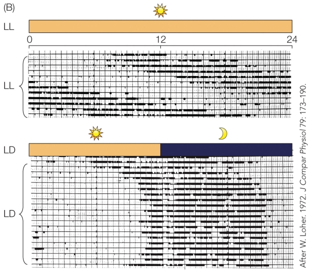 Refer to the figure   The most significant feature of this record for persons studying circadian rhythms is the A)  demonstration that this species has a 24-hour circadian rhythm. B)  absence of a circadian rhythm under the special conditions of the experiment. C)  randomness in the time at which daily activity began. D)  persistence of an activity period in the absence of daily environmental cues.